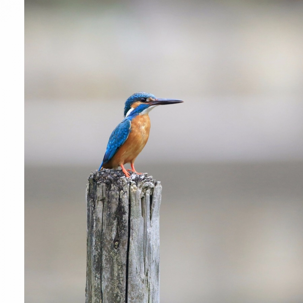 Bird Wallpaper Mobile Case Cover - Image 2