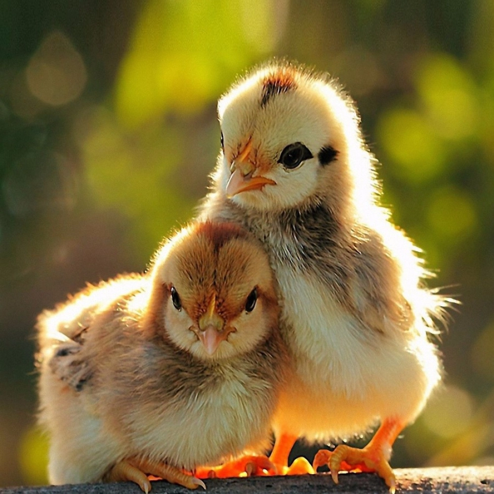 Beautiful Love Birds Mobile Case Cover - Image 2