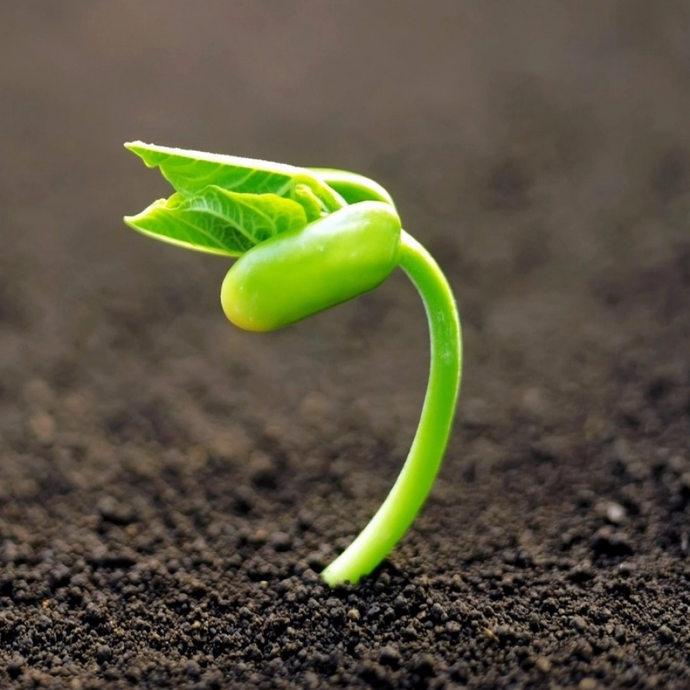 Green nature Background Mobile Case Cover - Image 2