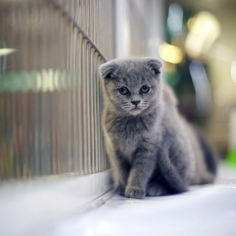 Cat wallpaper Mobile Case Cover - Image 2